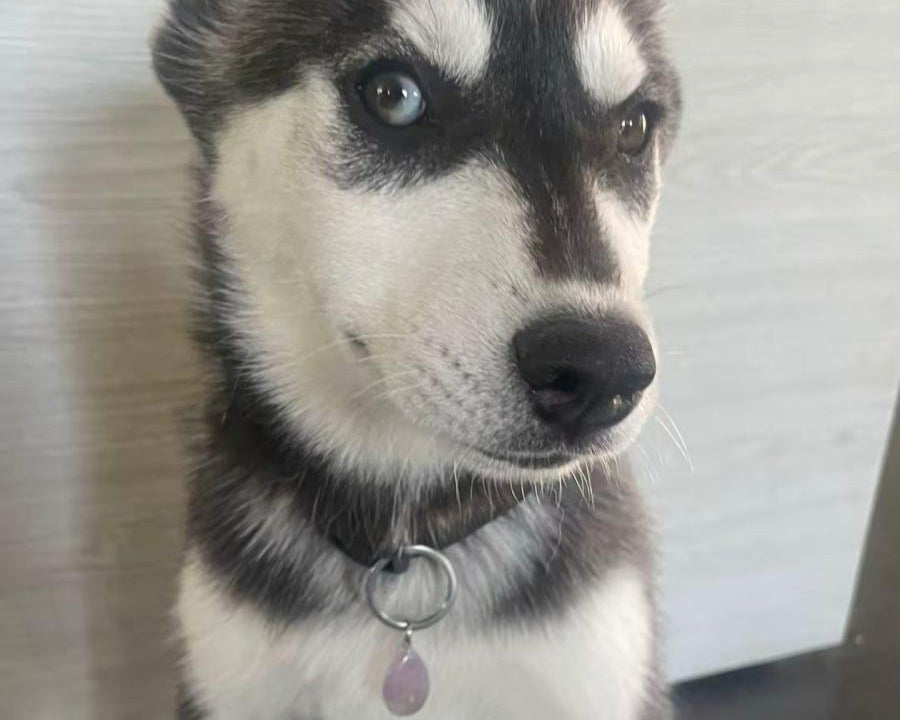 Pierre de Lithothérapie pour Chien Améthyste "Sérénité et Équilibre" - Bonheur de Lune