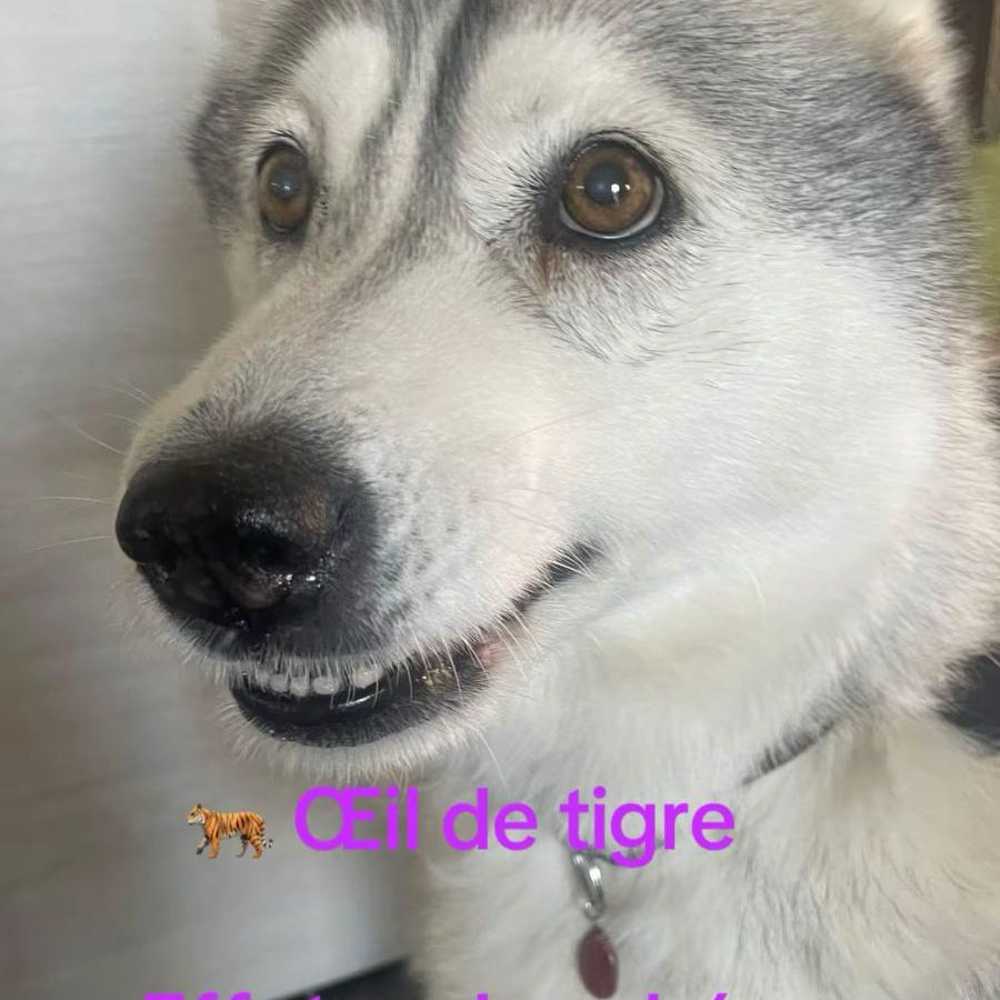 Pierre de Lithothérapie pour Chien Œil de Tigre "Protection et Stabilité" - Bonheur de Lune