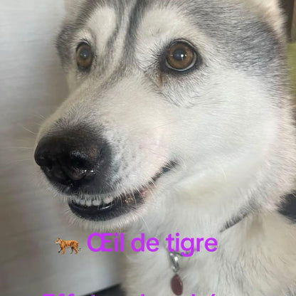 Pierre de Lithothérapie pour Chien Œil de Tigre "Protection et Stabilité" - Bonheur de Lune